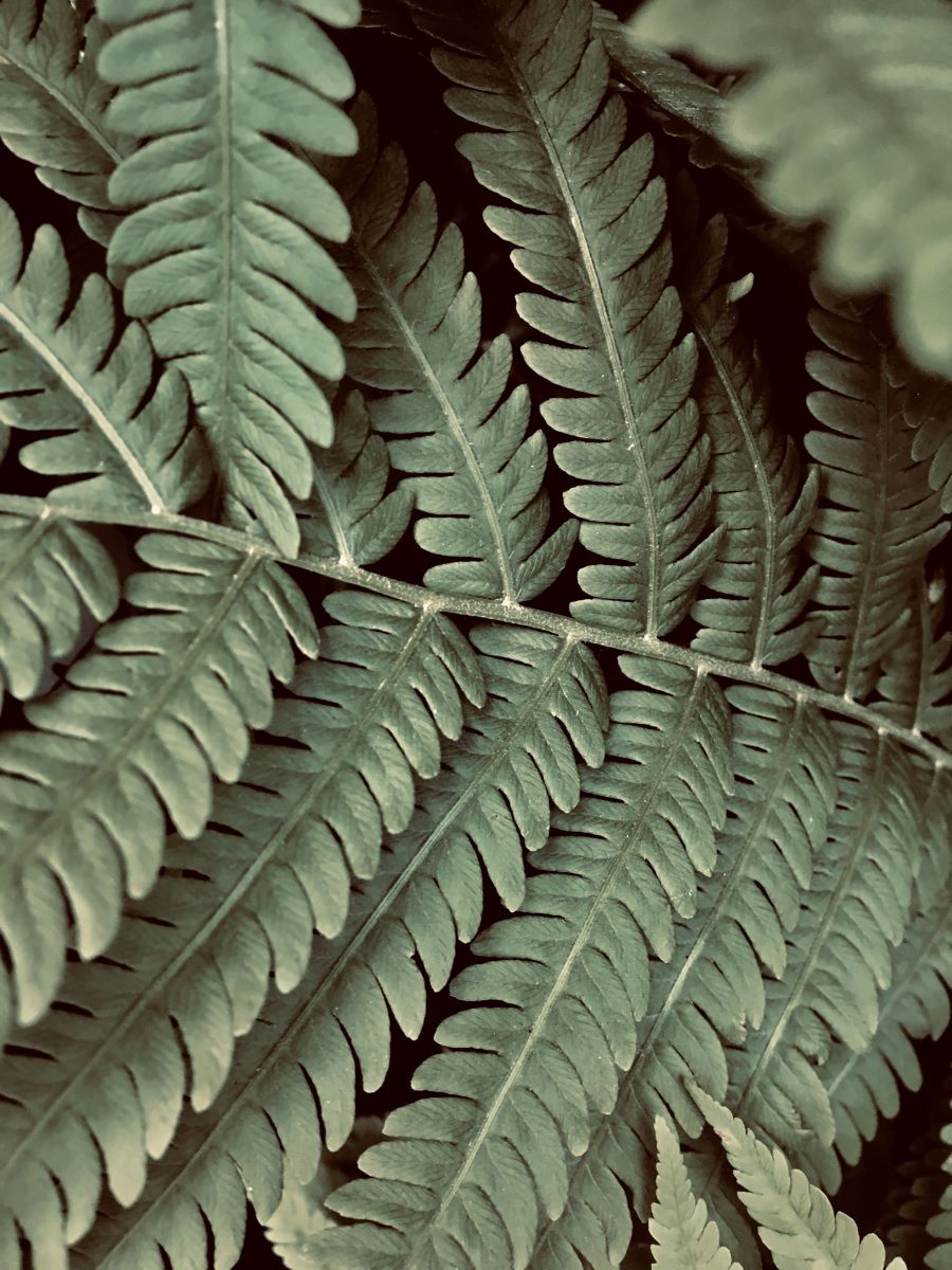 a close up of a fern leaf
