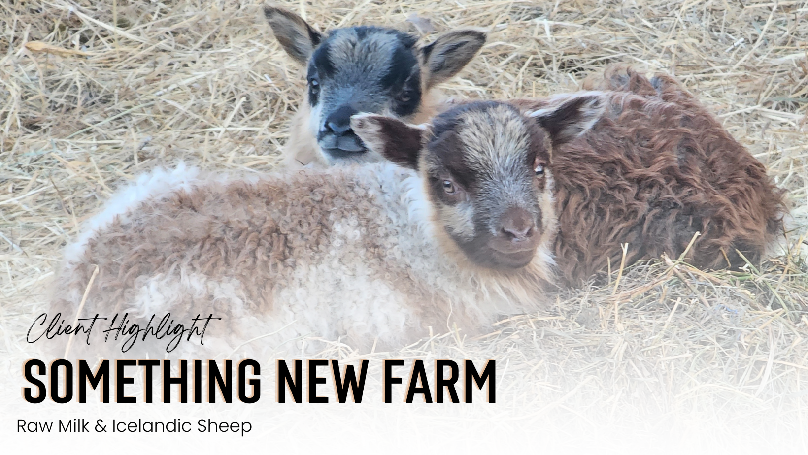 a group of baby goats lying in hay