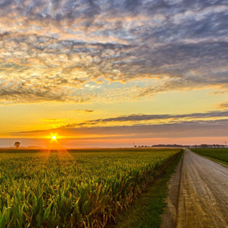 a corn field and dirt road at sunset with scattered clouds