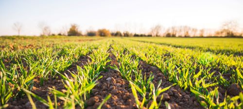 Small crops growing in rows on a field in the sun