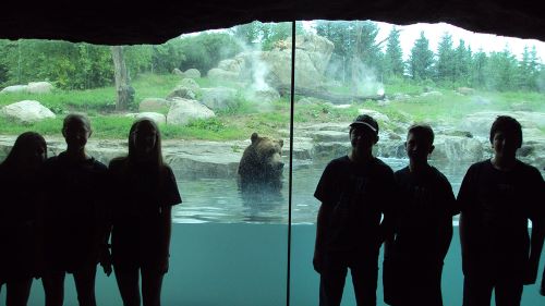 Six kids in front of a glass wall barring a grizzly bear 