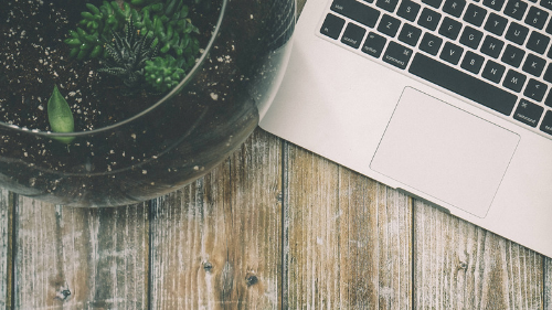 a potted plant next to a laptop