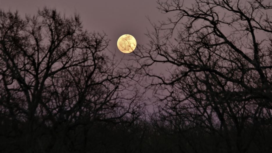 A full moon in the night sky seen through tree branches