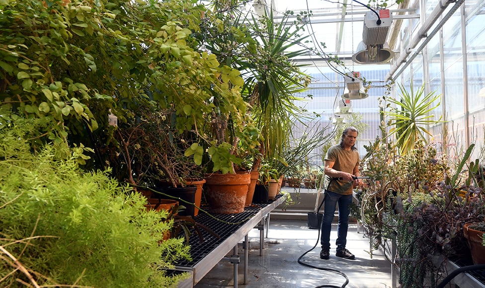 image of man watering plants in biology greenhouse