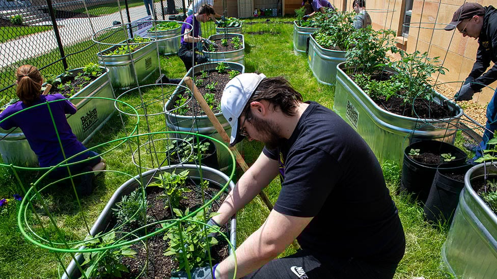 MSU students doing environmental work in the community- planting raised garden beds