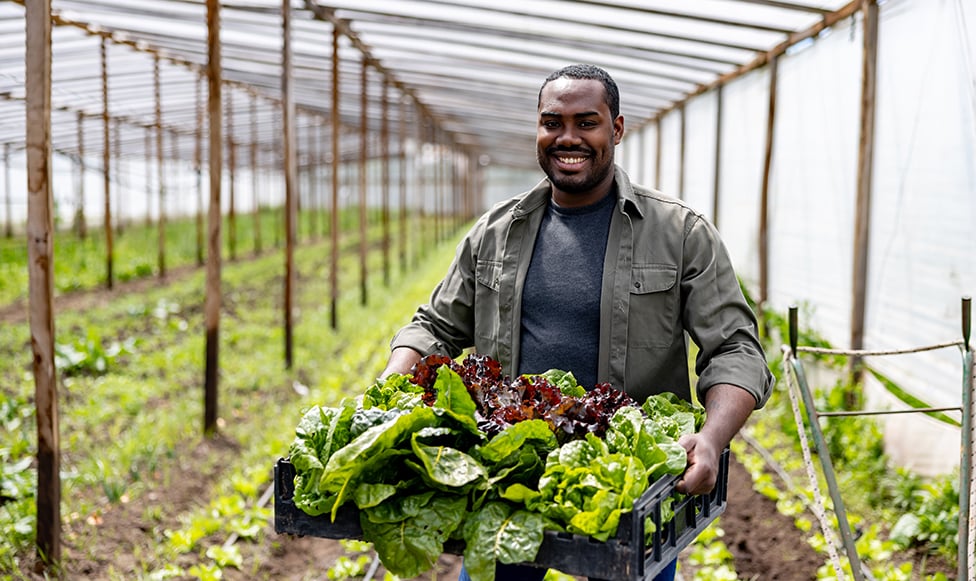 a person holding a crate of lettuce